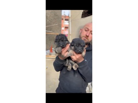 Safkan erkek alman çoban köpeğimiz