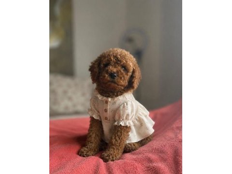 Safkan ırk ve sağlık garantili toy poodle