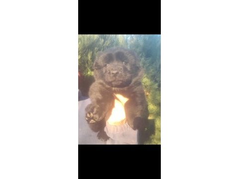 Chow chow çin aslanı siyah koca kafa ayı surat