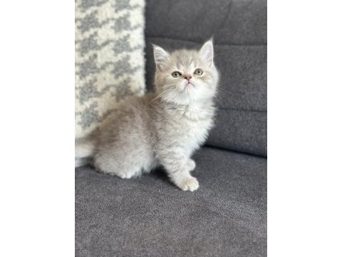 Kehribar göz blue tabby british yavrularımız hazır