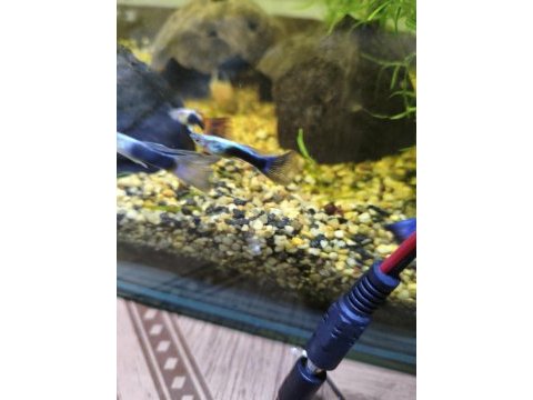 Neon blue lepistes