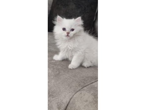 65 günlük mavi gözlü british longhair