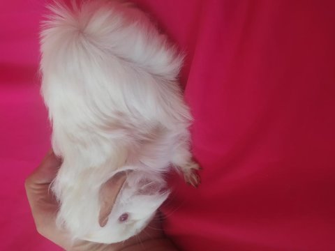 Anne altından ginepig kendi yavrularım