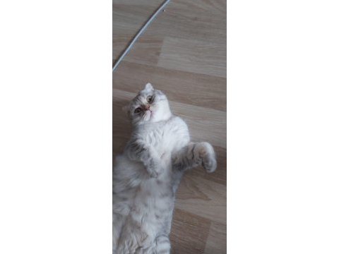 Scottish fold iyi bir yuva arıyoruz tamamen ücretsiz