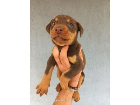 A kalite doberman yavrular