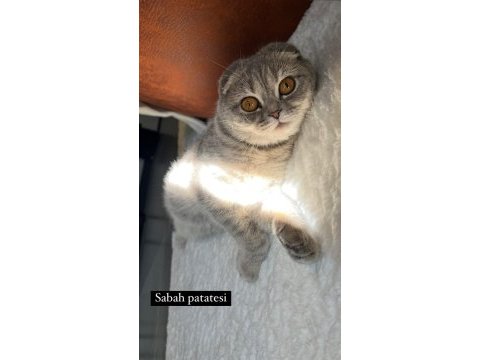 Scottish fold sağlık sebeplerinden dolayı sahiplendiriyorum