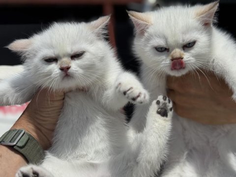 Ziyarete açık beyaz mavi gözlü british shorthair 