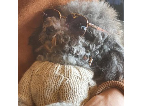 Türkiyedeki tek gerçek safkan dişi silver toy poodle