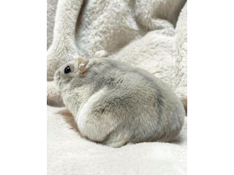 Gonzales hamster yavrular heryere gönderim