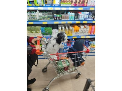 4 aylık nadir ırk köpeğimiz