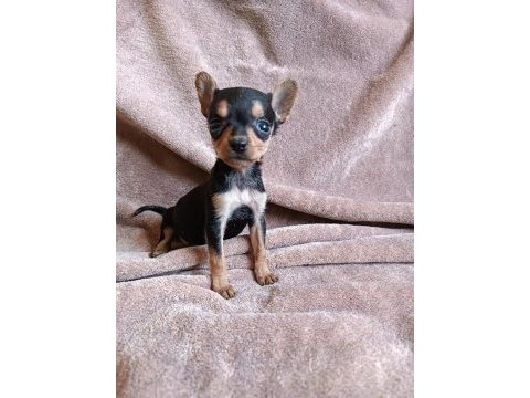 Pinscher minyatür erkek