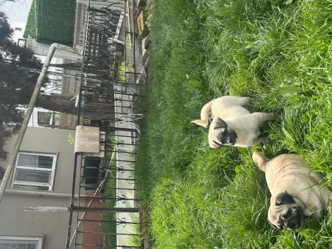 Pug mix dişi