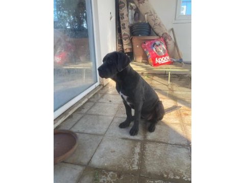 Safkan dev cane corso yavrular