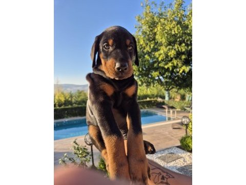 2 aylık a kalite doberman yavrular