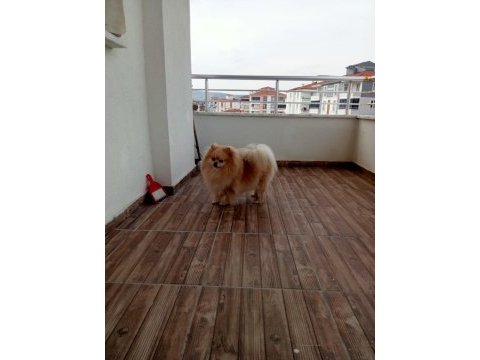 A+kalite pomeranian boo bebekler ayı surat