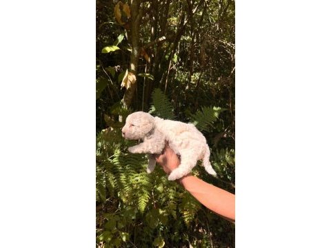 Harika maltipoo yavrularımız