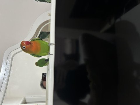 Sahiplendirilecek 2 cennet papağanı
