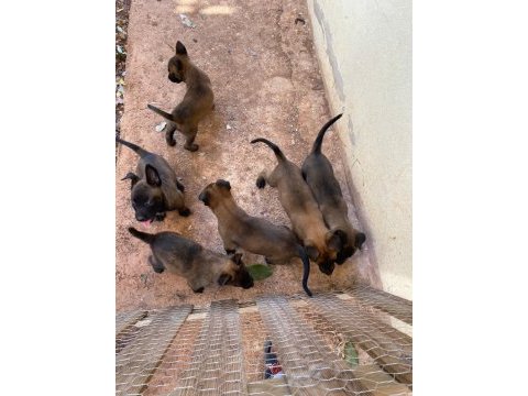 Teslime hazır malinois bebekler