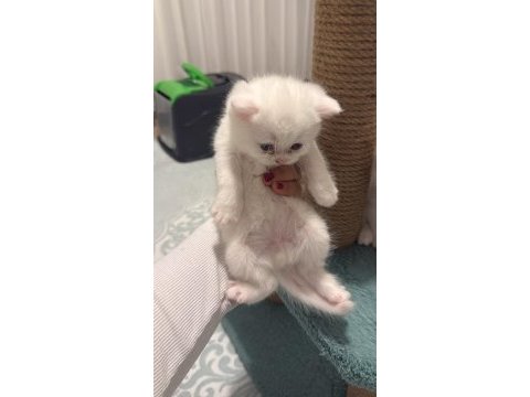 Çikolata point ve beyaz british shorthair