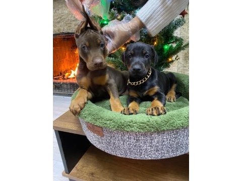 Orijinal king doberman yavruları