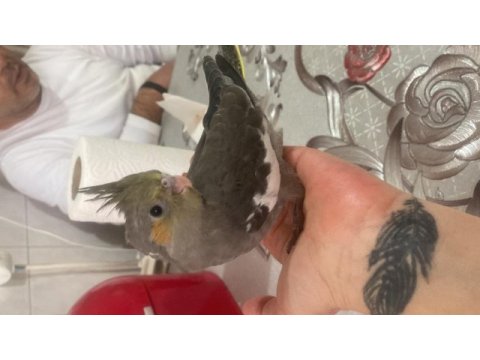 Bir aylık üç sultan papağanı