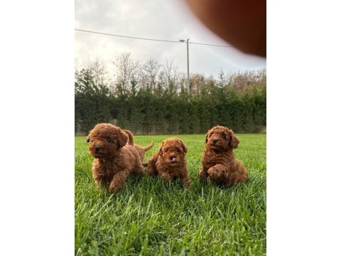 Red brown toy poodle yavruları istanbul