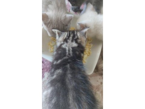 Sütlü kahve whiskas gri beyaz renklerde dişi erkek british