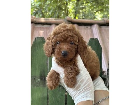 Nadir güzellikte poodle yavrular
