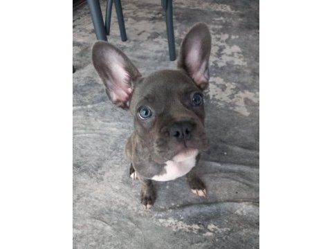 Kızımız hera yı sahiplendiriyoruz french bulldog