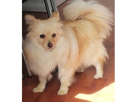 Pomeranian kızımızı sahiplendiriyoruz