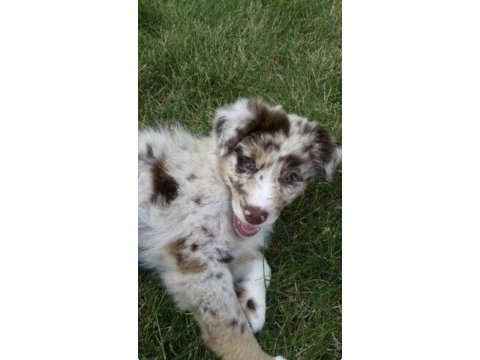 Nadiren red merle renkli gözlü border collie