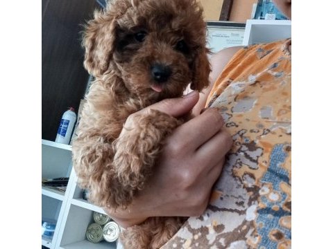 Toy poodle yavrularımız