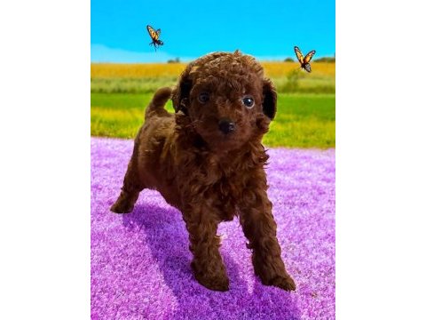 Çok tatlı kore toy poodle yavrularımız