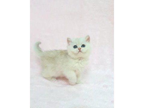 A kalite safkan british shorthair sunshine yavrum