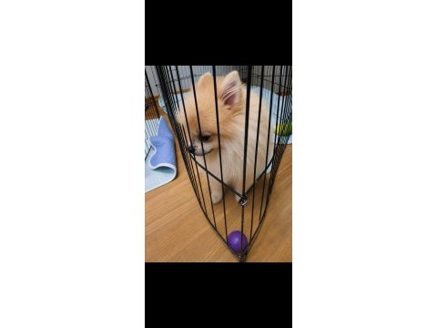 Minik panda erkek pomeranian