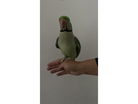 Asalet abidesi alexander papağanı