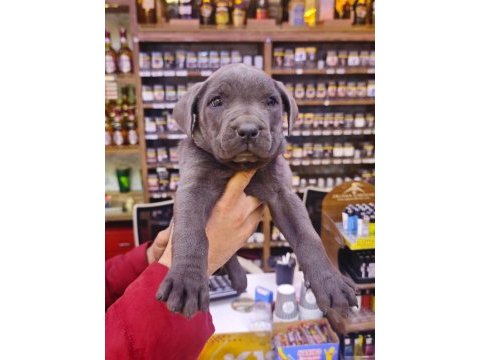 Blue cane corso bebekler yeni yuvalarını bekliyorlar