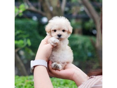 Dünya tatlısı terrier yavruları 