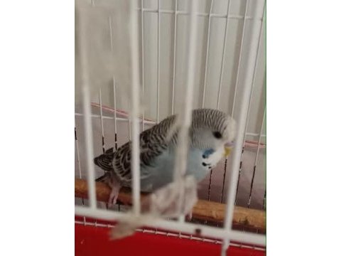 Show jumbo kırması muhabbet kuşu