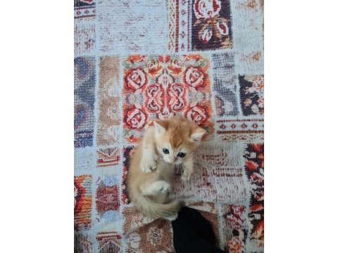 British shorthair ny11