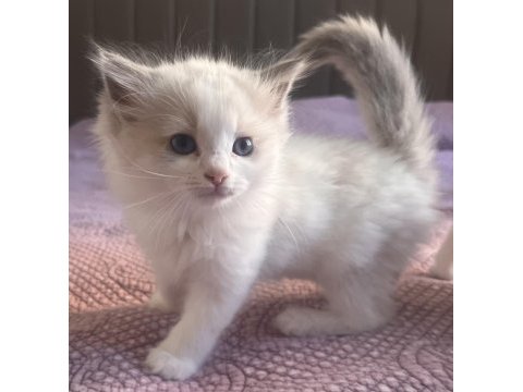 Ragdoll yavruları
