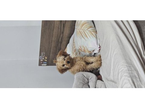 5.5 aylık poodle oğlan