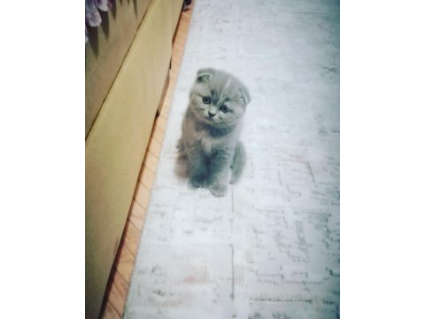 Yavrularımızı sahiplendiriyoruz scottish fold
