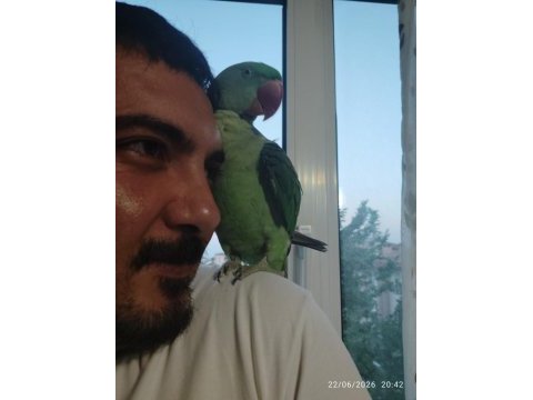 11 aylık yaşında evcil alexander erkek olabilir