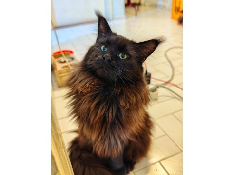 Maine coon bebekler