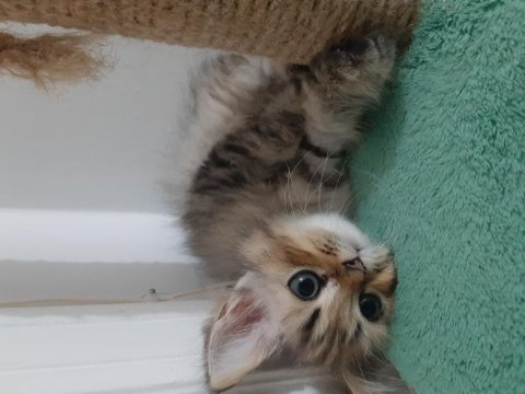 Ücretsiz a kalite bebek persian