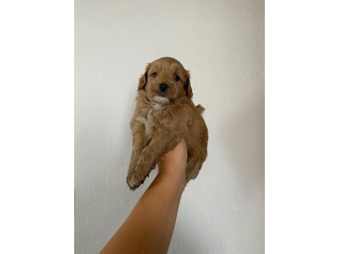 Maltipoo köpek
