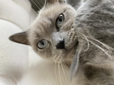 British blue point british bebekler