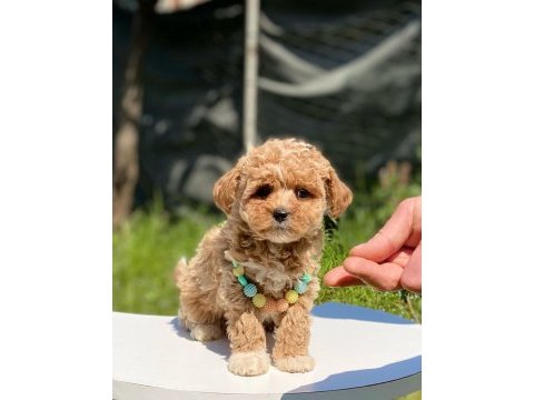 Sevimli maltipoo yavrular red brown