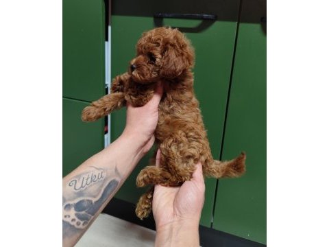 Kıvırcık poodle prenses